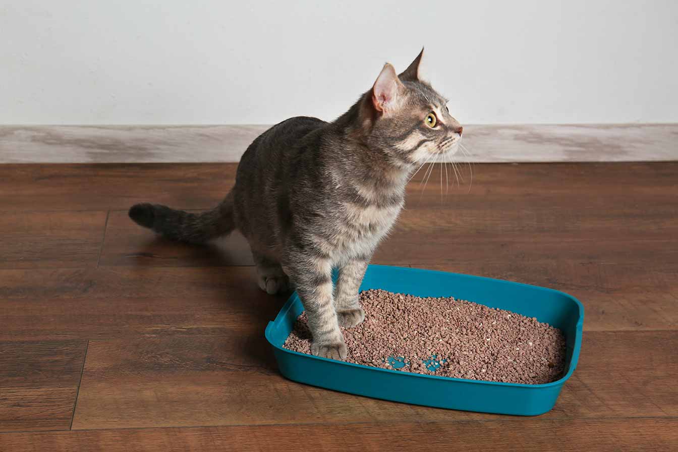 Cat in litter box