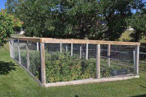 garden engaged in a fence of wire mesh to protect from wildlife damage